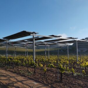 Estructura agrivoltaica elevada con módulos solares sobre las hileras de un viñedo