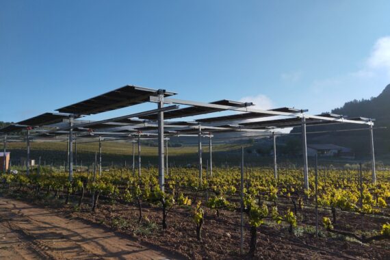 Estructura agrivoltaica elevada con módulos solares sobre las hileras de un viñedo