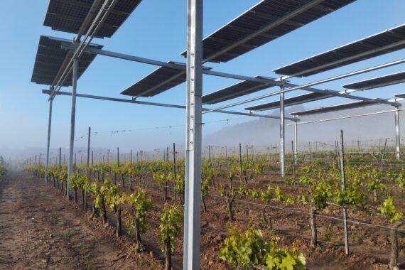 Viña en brotación bajo los módulos solares con niebla matinal