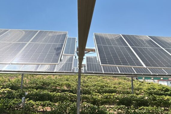 Módulos fotovoltaicos bifaciales sobre el cultivo de vid